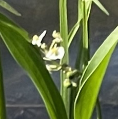 Sagittaria platyphylla