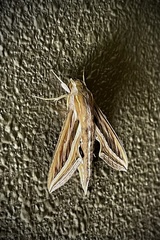 Hippotion celerio