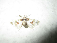 Leucinodes orbonalis