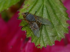 Calliphora hilli