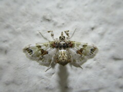 Leucinodes orbonalis