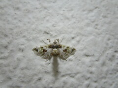 Leucinodes orbonalis