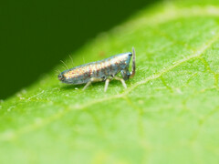 Lepidocyrtus paradoxus