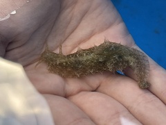 Stylocheilus striatus