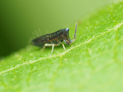 Lepidocyrtus paradoxus