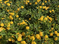 Lantana