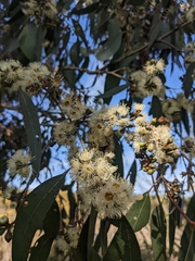 Eucalyptus yarraensis