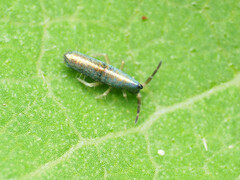 Lepidocyrtus paradoxus