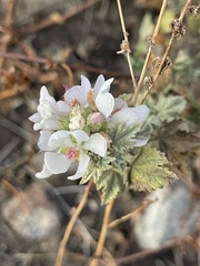 Malacothamnus fasciculatus