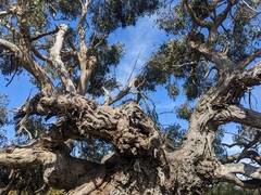 Eucalyptus yarraensis