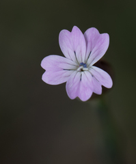 Petrorhagia prolifera