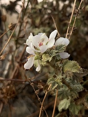 Malacothamnus fasciculatus