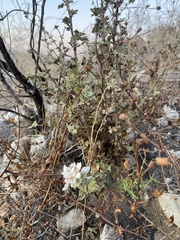 Malacothamnus fasciculatus