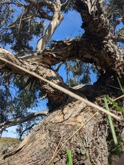 Eucalyptus yarraensis