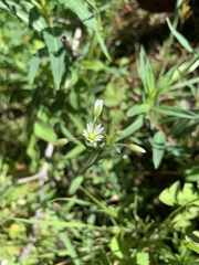 Cerastium holosteoides