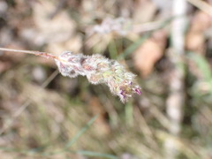 Dalea filiformis