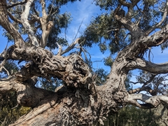Eucalyptus yarraensis