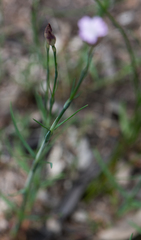 Petrorhagia prolifera