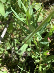 Cerastium holosteoides