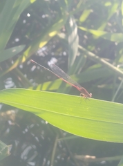 Pseudagrion pilidorsum