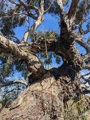 Eucalyptus yarraensis