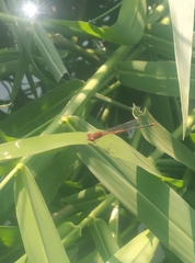 Pseudagrion pilidorsum