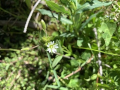 Cerastium holosteoides