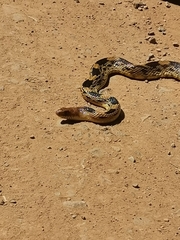 Pituophis deppei
