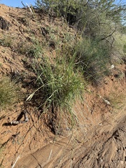Bothriochloa barbinodis