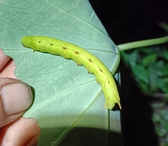 Theretra silhetensis