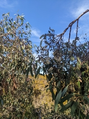 Eucalyptus yarraensis
