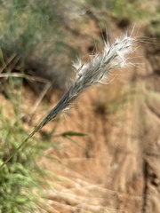 Bothriochloa barbinodis