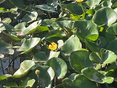 Nuphar pumila