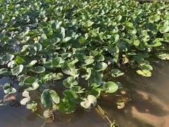 Nuphar pumila