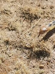 Pituophis deppei