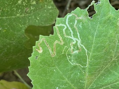 Phyllocnistis vitifoliella