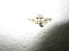 Leucinodes orbonalis