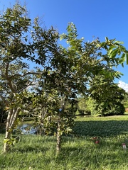 Lagerstroemia floribunda