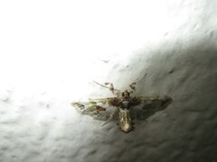 Leucinodes orbonalis