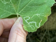 Phyllocnistis vitifoliella