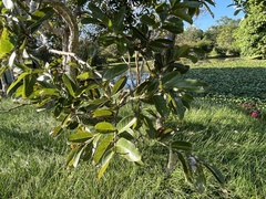 Lagerstroemia floribunda