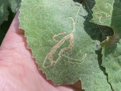 Phyllocnistis vitifoliella