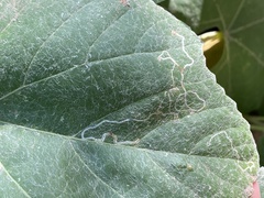 Phyllocnistis vitifoliella