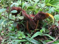 Psilocybe caerulescens