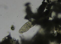 Paramecium