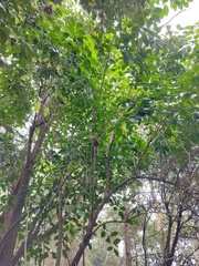 Macropygia phasianella