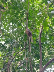 Macropygia phasianella