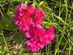 Bougainvillea glabra