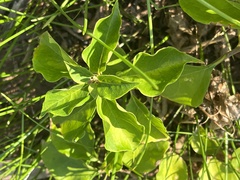 Bougainvillea glabra