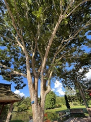 Peltophorum pterocarpum